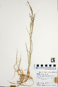 Panicum virgatum image