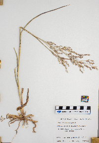 Panicum virgatum image