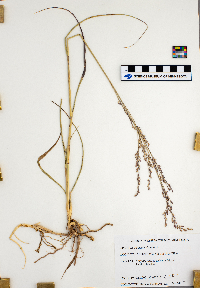 Panicum virgatum image