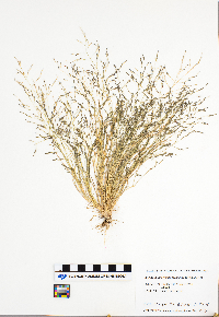 Eragrostis pectinacea image