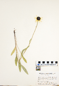 Rudbeckia hirta var. pulcherrima image