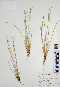 Schoenoplectiella smithii image