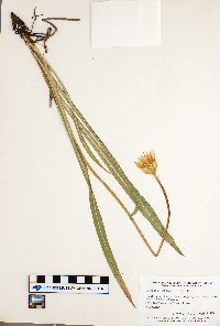 Agoseris glauca image