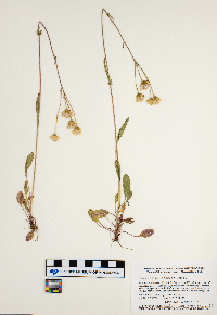 Media resource of Packera plattensis