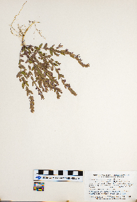 Scutellaria parvula image