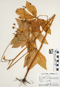 Sanicula canadensis image