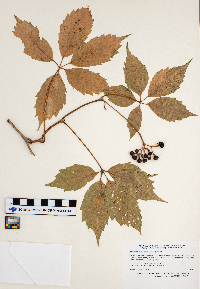 Parthenocissus inserta image