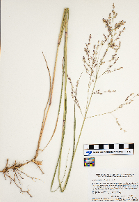 Panicum virgatum image