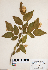 Ostrya virginiana image