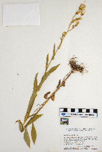 Erechtites hieraciifolius image