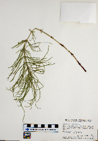 Equisetum arvense image
