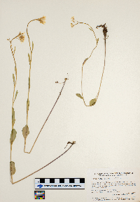 Cardamine bulbosa image
