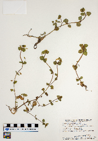 Erythranthe geyeri image