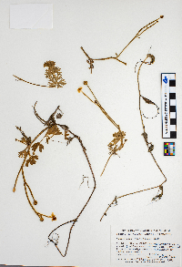 Ranunculus flabellaris image