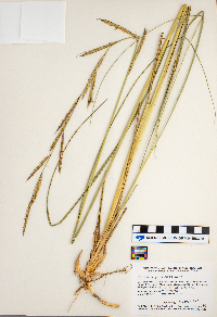 Spartina pectinata image