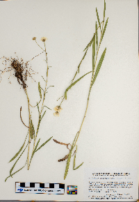 Solidago ptarmicoides image