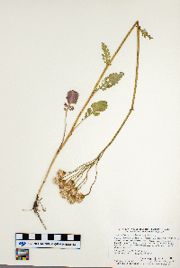 Packera pseudaurea image