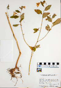 Impatiens pallida image