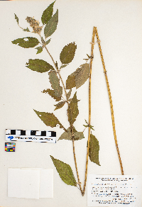Blephilia hirsuta image