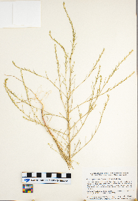 Corispermum pallasii image