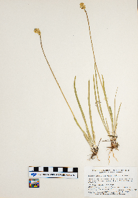 Triantha glutinosa image