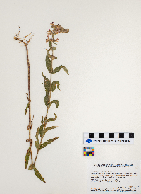 Stachys palustris image