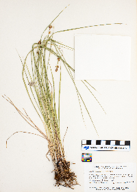 Carex buxbaumii image