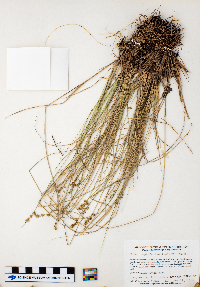 Carex echinata image