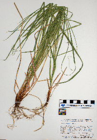 Carex woodii image