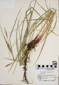 Carex trichocarpa image