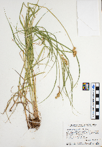 Carex tribuloides image