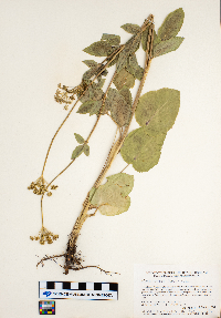 Zizia aptera image