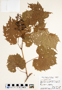 Vitis riparia image