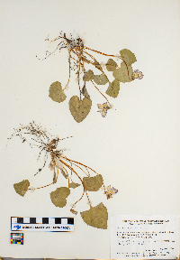 Viola sororia image