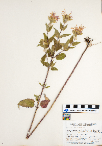 Monarda fistulosa image