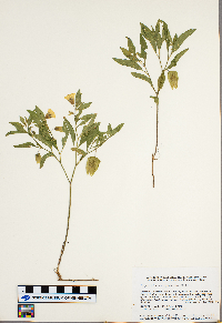 Physalis virginiana image