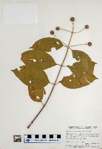 Cephalanthus occidentalis image