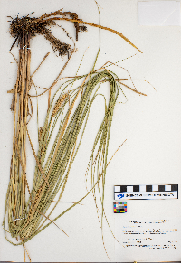 Carex laeviconica image