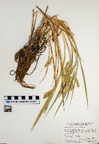 Carex hystericina image