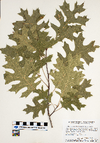Quercus ellipsoidalis image