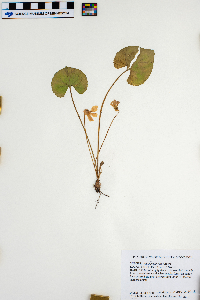 Viola pratincola image