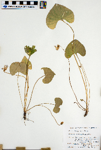 Viola pratincola image