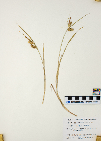 Carex hystericina image