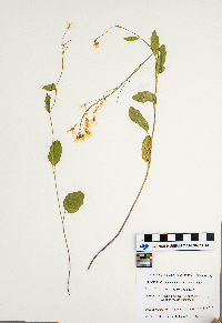 Cardamine bulbosa image