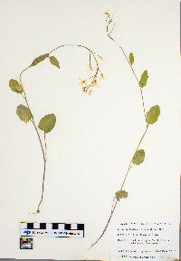 Cardamine bulbosa image