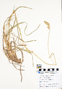 Dactylis glomerata image