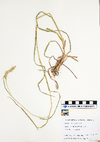 Dactylis glomerata image