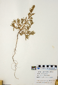 Kochia scoparia image