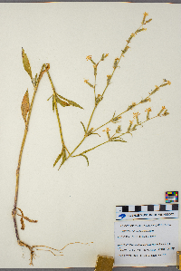 Silene dichotoma image