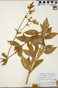 Silene latifolia image